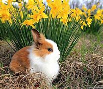 Image result for Spring+Baby+Bunnies