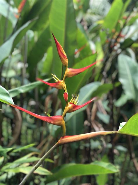The Maui Rainforest Waterfall Hike | Aloha Hawaiian Vacations
