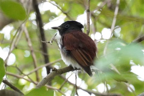 Asian Paradise Onlyfans Leaked