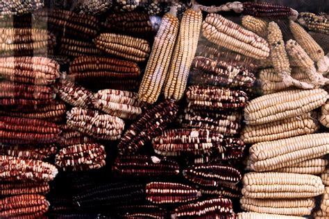 Feast on the Delicacies of the Lakota: Uncover Their Culinary Secrets