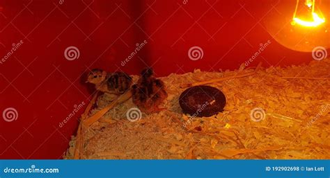 Image result for How to Brooder Quail Chicks
