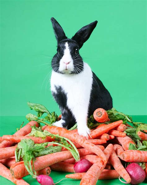 Can Rabbits Eat Radishes? - [Vet Explains Pets]
