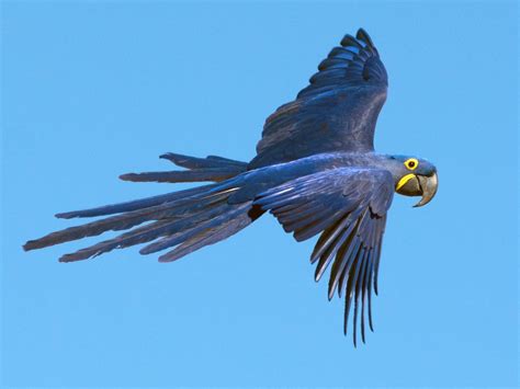 Hyacinth Macaw - eBird