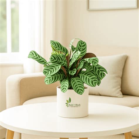 Burle Marxii Calathea