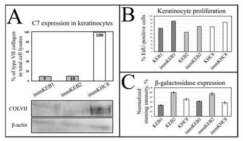 hTERT-Driven Immortalization of RDEB Fibroblast and Keratinocyte Cell ...
