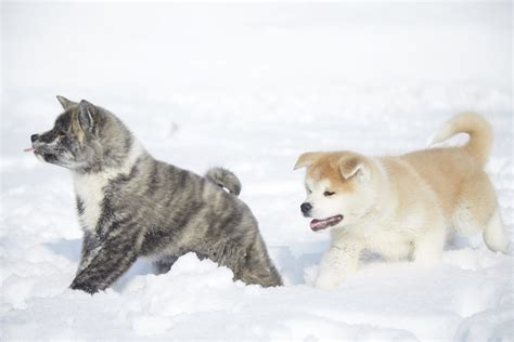 Python Function and Functin Arguments 的图像结果