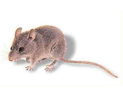 常见的家鼠有哪些？家里进了老鼠怎么办？它们有什么危害？