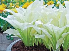 Image result for White Feather Hosta Live Plants