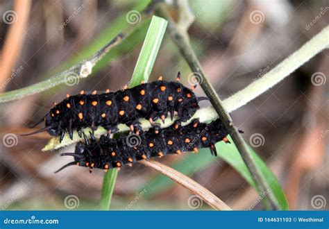 Caterpillars of California Pipevine Swallowtail, Battus Philenor Subsp ...