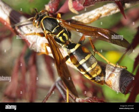 Northern Paper Wasp (Polistes fuscatus) Insecta Stock Photo - Alamy