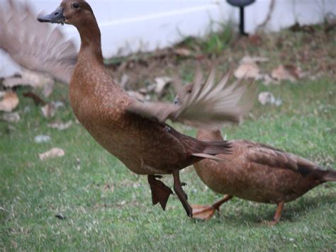 Duck Feet Facts: Key Anatomical Features And Functional Adaptations