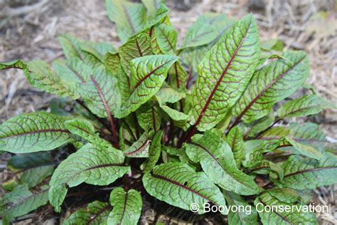 Red Sorrel Leaves How To Grow Sorrel: Why You Need To Plant This