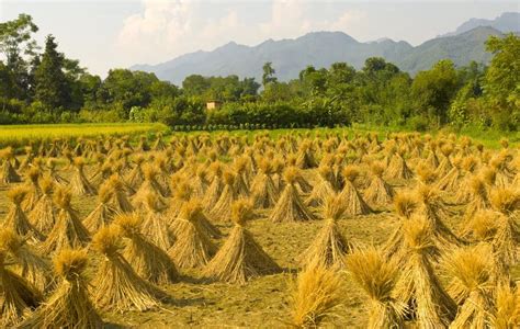 杂交水稻，如何改变中国与世界？|杂交水稻|中国_新浪新闻