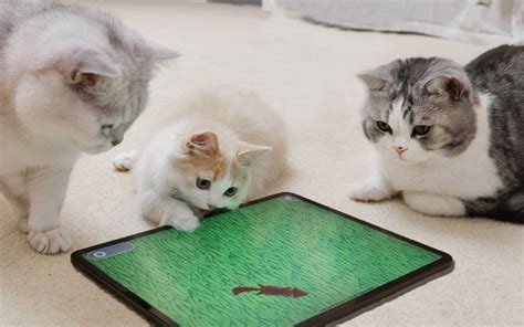 专为猫做的几款游戏，猫咪玩得太疯，差点把屏幕给抠烂！_哔哩哔哩_bilibili
