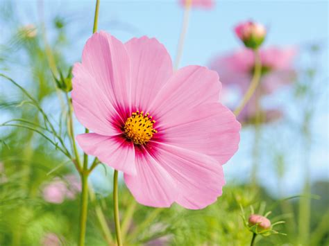 Pink Macro Flower Photography