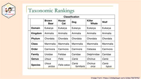 Genus Species Examples BIOLOGY] Levels Of Classification: Phylum,