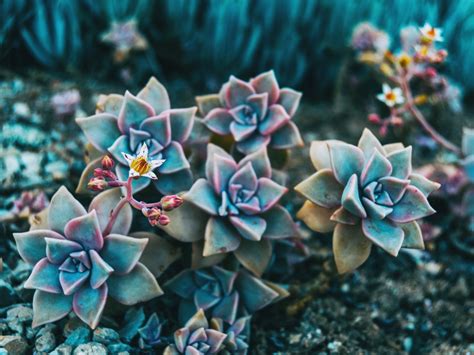 Green Outdoor Plants