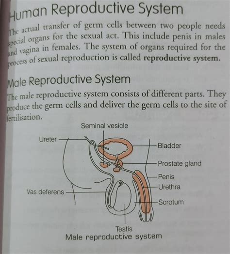 Diagrams Of The Male Reproductive System The Male Reproducti