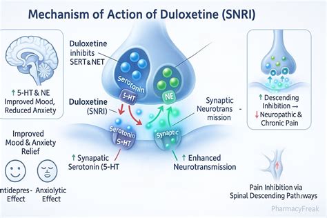 Mechanism of Action of Duloxetine