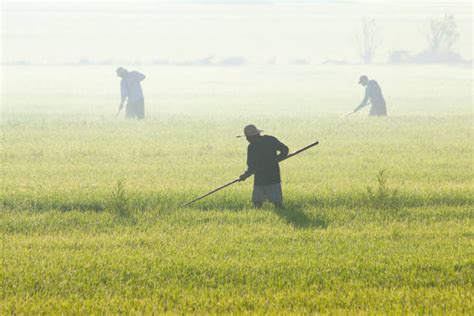 Filipino Agriculture 的图像结果