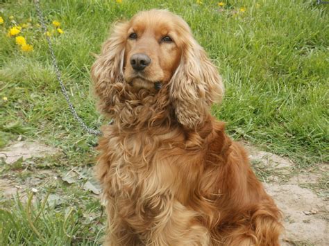 Cocker Spaniel Dog Breed » Information, Pictures, & More