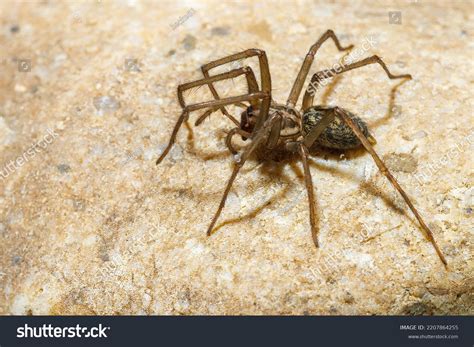 Big House Spider Tegenaria Domestica Stock Photo 2207864255 | Shutterstock