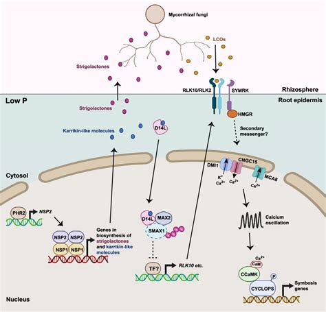 【Nature子刊文献精读】营养物质调控植物识别共生微生物定殖的机制！ - 知乎