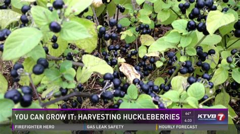You Can Grow It: Harvesting huckleberries & garden in a can | ktvb.com