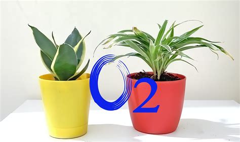 Plants Good For Oxygen at Harrison Fitch blog