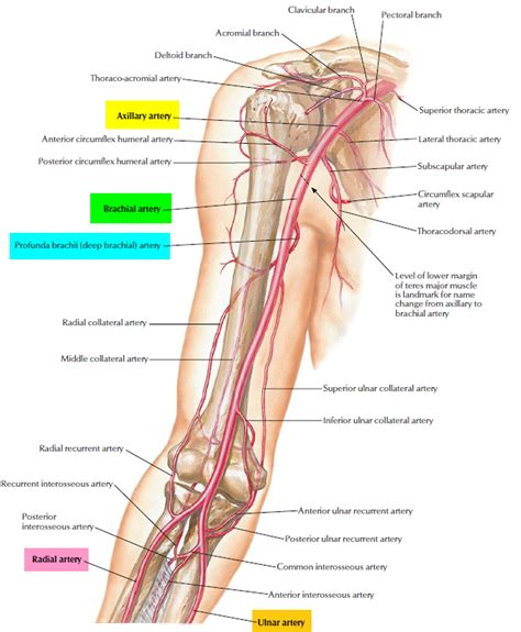 Brachial Artery and Deep Brachial Artery - Location, Pulse, Function