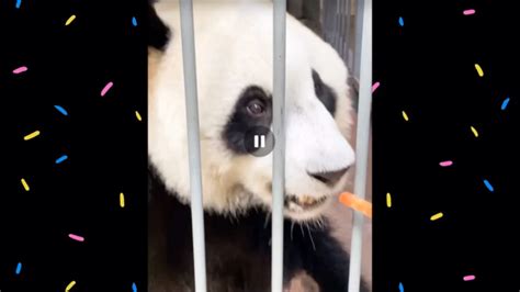大熊貓“如意”和“丁丁”在莫斯科慶祝生日-新華網