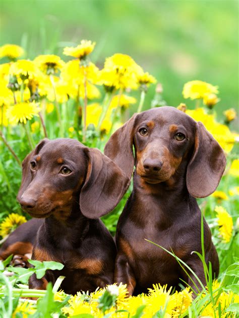 Low Maintenance Dogs for Busy Families