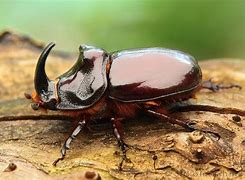 beetle 的图像结果