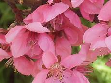 fiori di rosa fiori di pesco la finestra di stefania fiori rosa fiori di pesco la fiori di rosa fiori di pesco la finestra di stefania fiori rosa fiori di pesco la