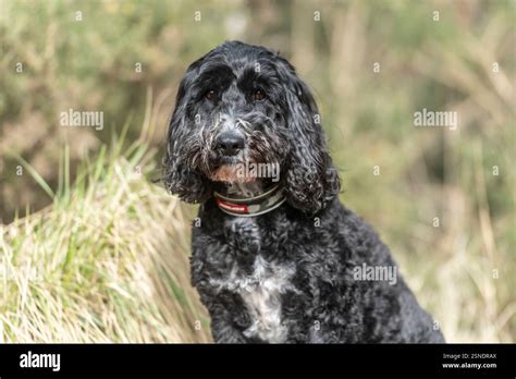 Image result for Cockapoo Dog Sitting Down