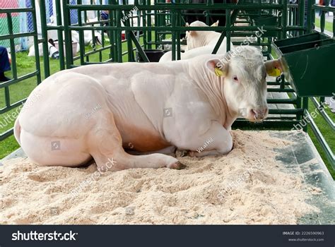 Belgian Blue Cow Steak
