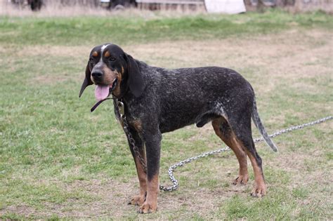 Bluetick Coonhound puppies for sale Ontario