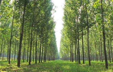 林下创业带动经济发展-种植技术-中国花木网