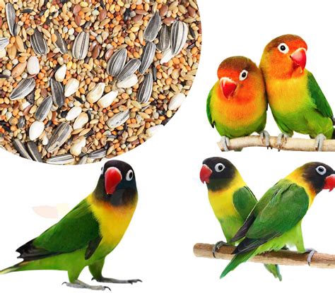 Bird Food For Lovebirds at Bessie Humble blog