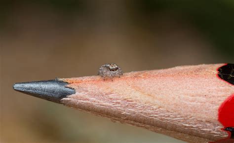 Worlds Smallest Spider