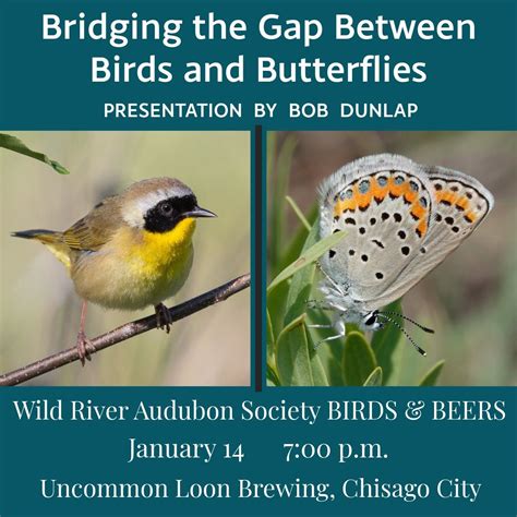 Birds & Beers — Bridging the Gap Between Birds and Butterflies ...
