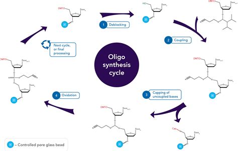 Oligo Medical Term