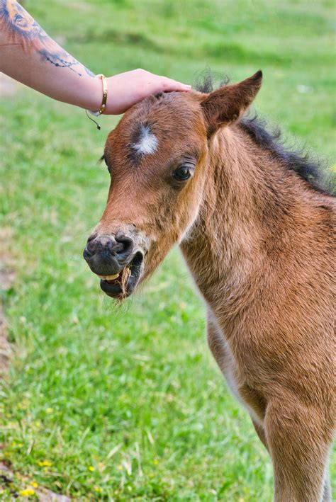 Addestramento puledri: il Programma suggerito Dr. Robert Miller ...