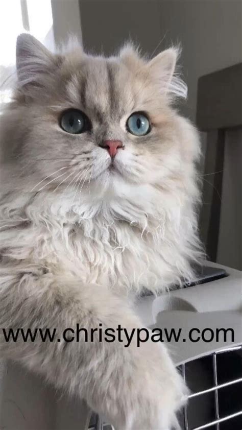 Chinchilla persian cat – Artofit