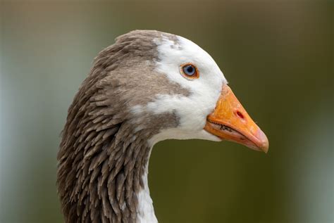 Greylag Goose (Domestic type) - eBird