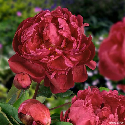 Red Sarah Bernhardt Peonies | Buy Peony plants online | Bulbs Direct
