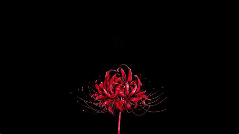 Tokyo Ghoul Red Spider Lily[19201080]. Full credits to u/ Winnie_the ...