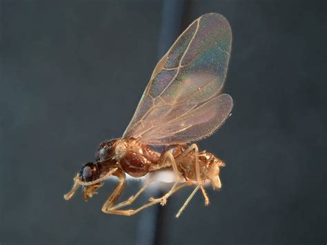 Queen Ants With Wings Flying Ants Vs. Termites: What's The Difference?