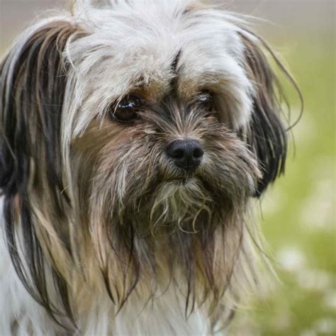 What Kind Of Dogs Have Beards