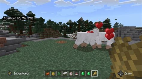 [Answered] What Do Sheep Eat In Minecraft & How To Breed Them?